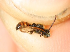 Nomada flavoguttata