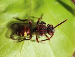 Nomada ruficornis