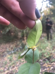 Misumenops callinurus