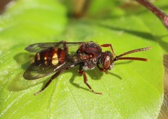 Nomada ruficornis