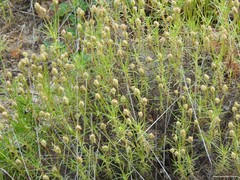 Plantago sempervirens