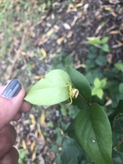 Misumenops callinurus