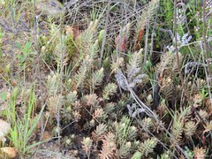 Petrosedum sediforme