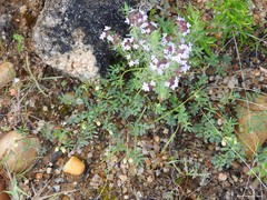 Hippocrepis scabra