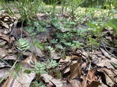 Aeschynomene viscidula