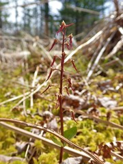 Neottia bifolia