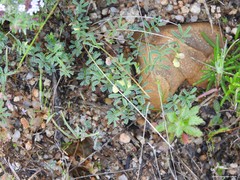 Hippocrepis scabra