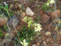 Biscutella auriculata