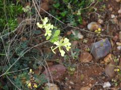 Biscutella auriculata