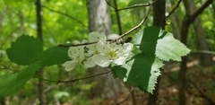 Crataegus flabellata