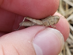 Chortophaga viridifasciata