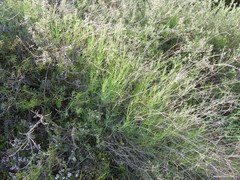 Bupleurum fruticescens