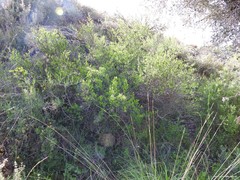 Bupleurum fruticescens