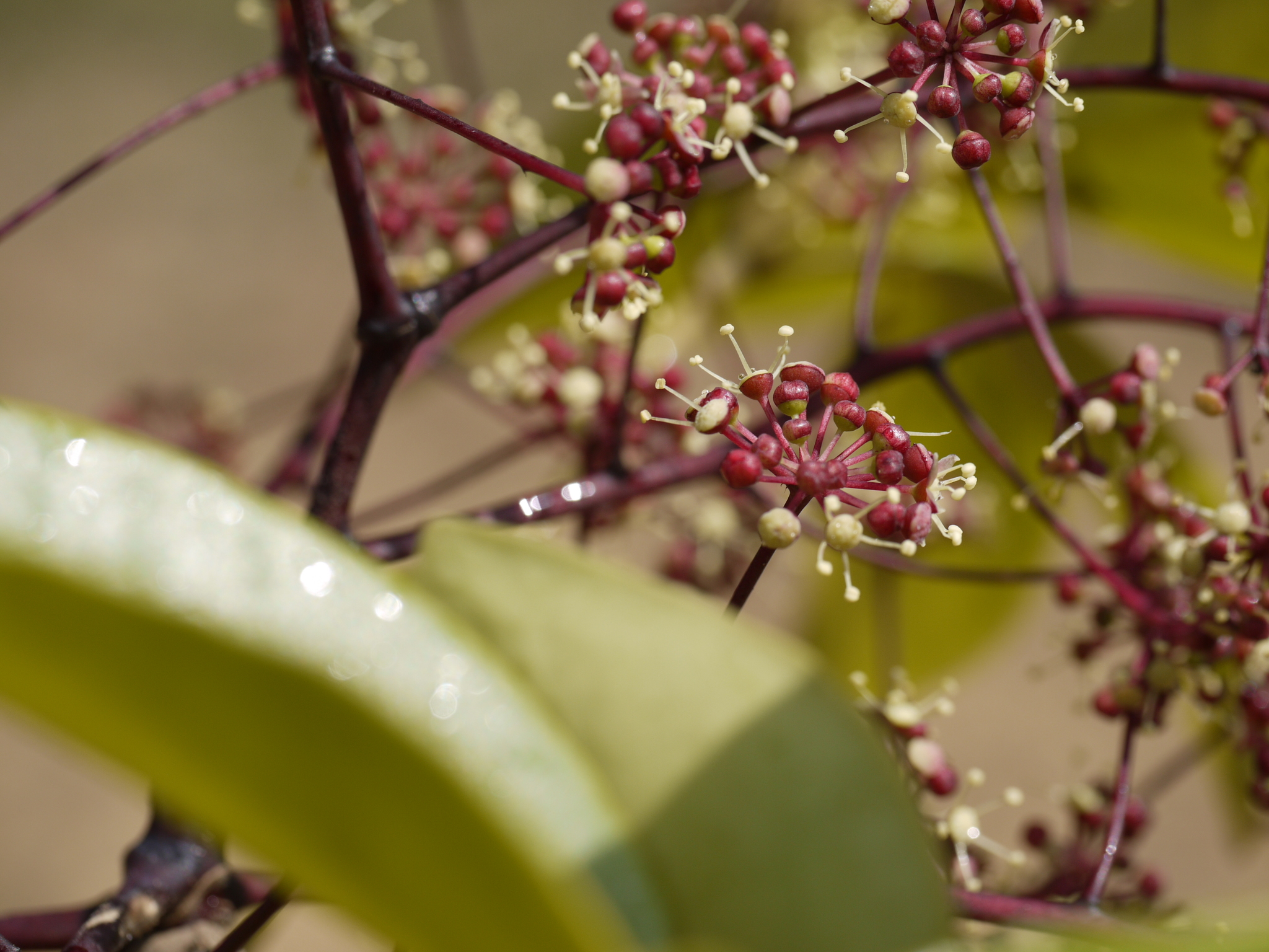 Heptapleurum venulosum (Wight & Arn.) Seem.