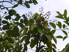 Heptapleurum venulosum