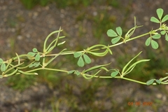 Medicago polyceratia