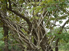 Heptapleurum venulosum