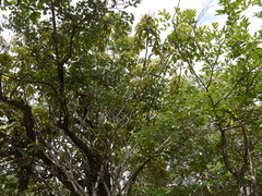 Heptapleurum venulosum