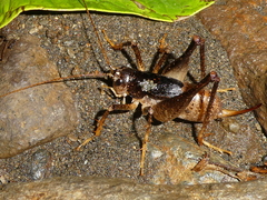 Anabropsis