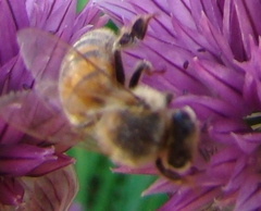 Apis mellifera