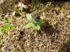 Ajuga genevensis