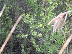 Chrysojasminum fruticans