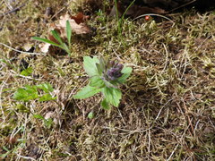 Ajuga genevensis