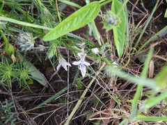 Teucrium pseudochamaepitys