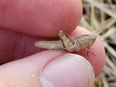 Chortophaga viridifasciata