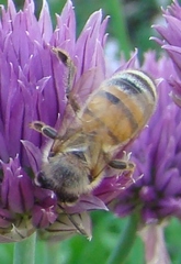 Apis mellifera