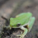 Small-eared Tree Frog - Photo (c) Alberto Lozano, some rights reserved (CC BY-NC), uploaded by Alberto Lozano