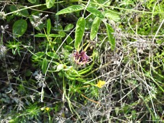 Tragopogon porrifolius