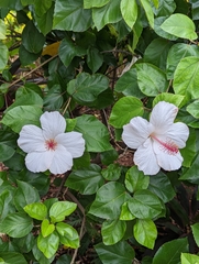 Hibiscus arnottianus
