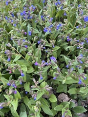 Pulmonaria mollis