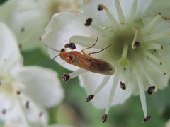 Hoplocampa
