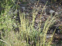 Stipa lagascae