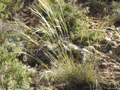 Stipa lagascae