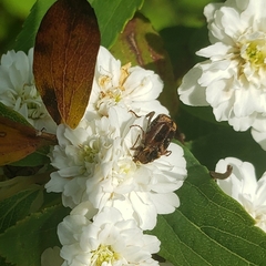 Valgus canaliculatus