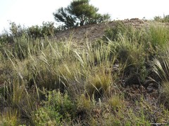 Stipa lagascae