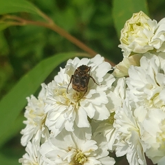 Valgus canaliculatus