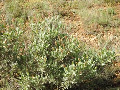 Cistus atriplicifolius