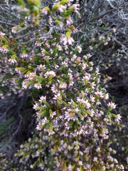 Erica globiceps consors