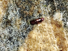 Corticeus
