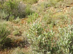 Cistus atriplicifolius