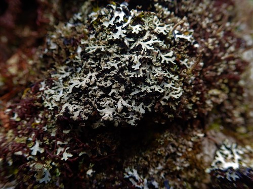 Blue Ridge shield lichen (Heterodermia neglecta)