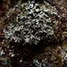 Heterodermia neglecta - Photo 由 Colin Chapman-Lam 所上傳的 (c) Colin Chapman-Lam，保留部份權利CC BY-NC