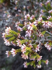 Erica globiceps consors