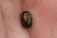 Chrysolina marginata