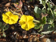 Cistus atriplicifolius