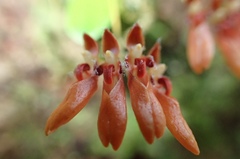 Bulbophyllum albociliatum